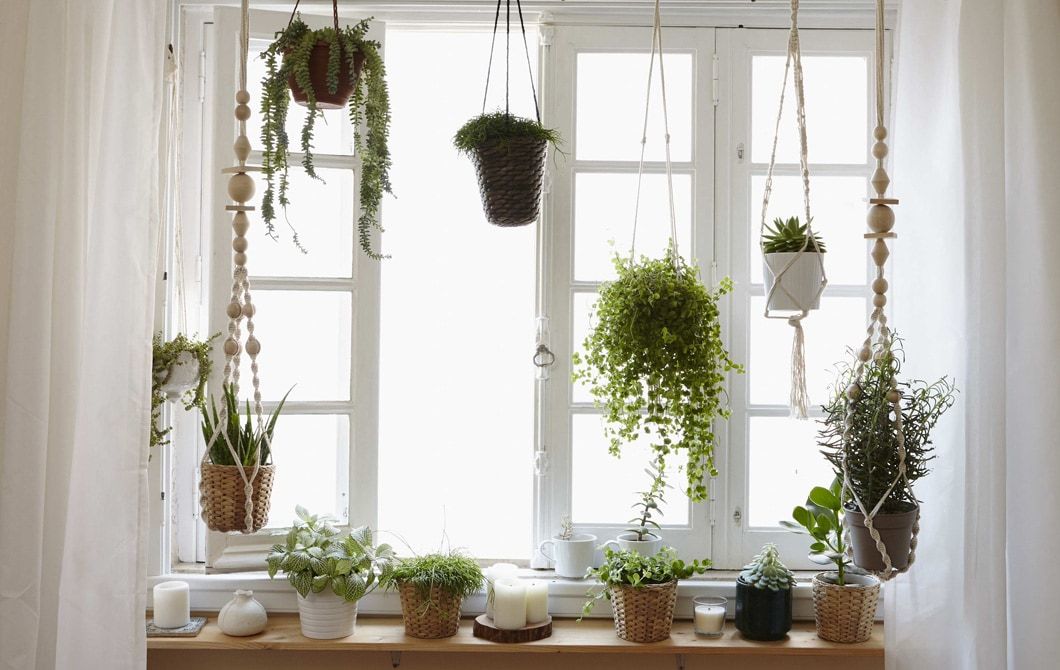 Macrame plant hanger